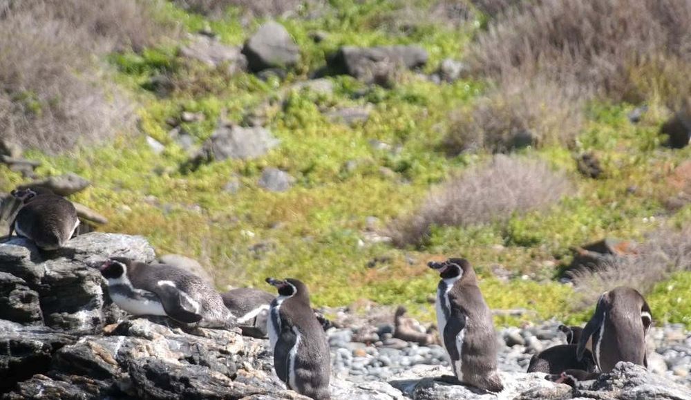 Pinguino de Humboltd en isla Choros