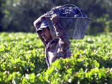 Luego de una nueva reunión, se pasó a un cuarto intermedio en la paritaria vitivinícola Luego de una nueva reunión, se pasó a un cuarto intermedio en la paritaria vitivinícola