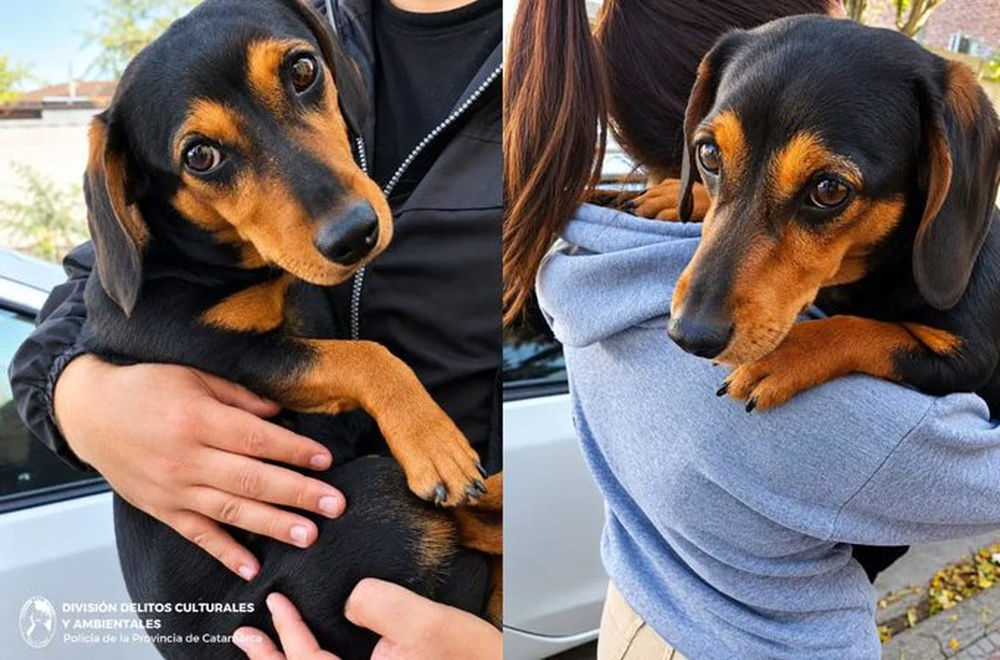 Un perro salchicha fue rescatado en Catamarca tras un video de maltrato que llegó a la Justicia.