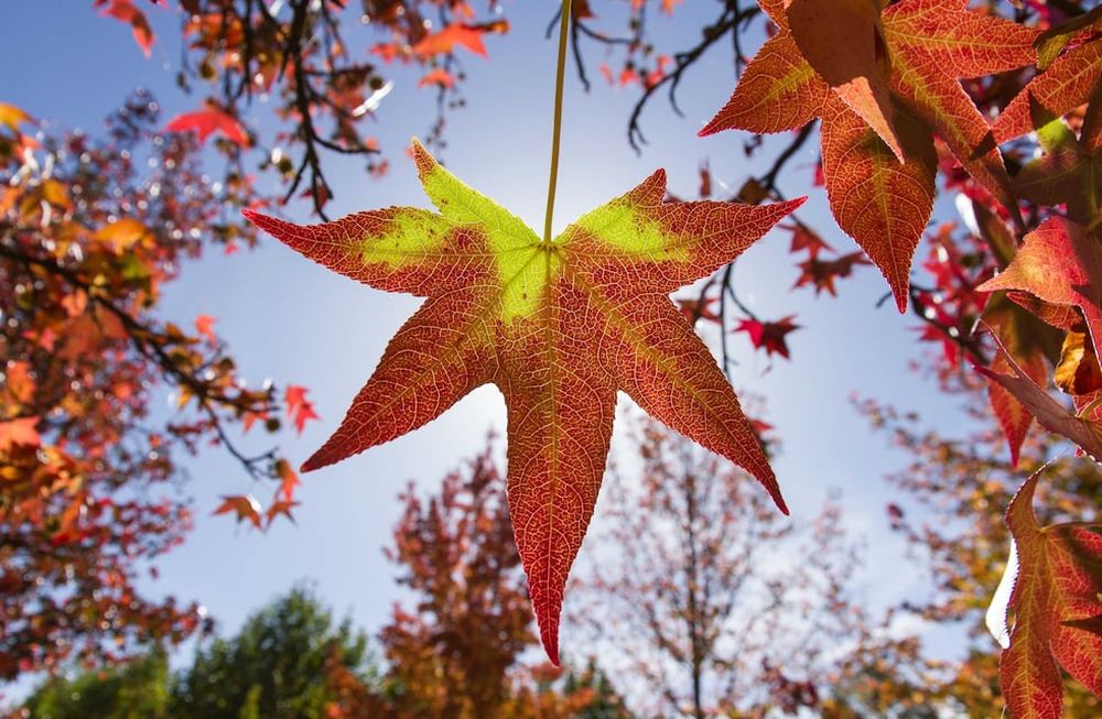 Engalanando especialmente en estos meses las veredas y senderos, las preciosas hojas del Liquidambar ofrendan sus tonalidades rojizas y nos invitan a pasear.