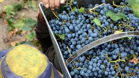 El fallo del Juzgado Federal N°2 de Mendoza suspendió las normas que eliminaban la obligatoriedad del CIU en el sector vitivinícola.
