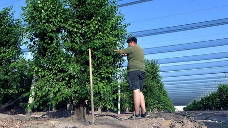 Desde la Cámara de Comercio, Agricultura y Turismo de Tunuyán manifestaron su acuerdo con el Gobierno provincial en cuanto a la necesidad de reformular el sistema de lucha antigranizo y aportaron propuestas. Foto: Los Andes