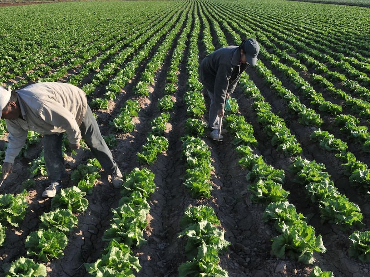 Productores agrícolas de Lavalle se han visto afectados por los derrames de cloacas en el canal Pescara