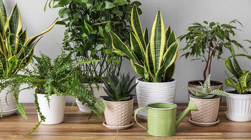 Reciclar la polenta puede ser clave para la salud de tus plantas.