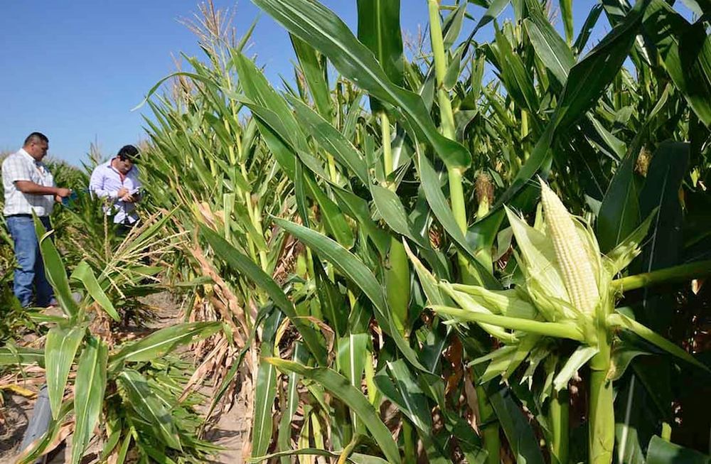 Hace 2.500 años la población en Mendoza dejó de crecer y esto cambió cuando incorporó nuevos cultivos, como maíz. (foto: plantación actual en Las Catitas)
