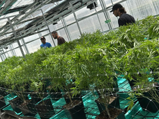 Cannabis medicinal y cáñamo: Mendoza quiere su propio registro para usuarios y productores. Foto: Gentileza Inkillay