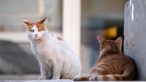 Gatos