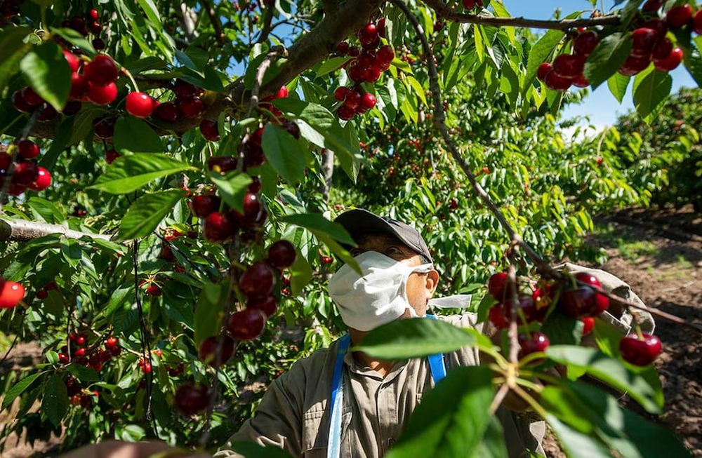 Contra lo esperado, la cosecha será un 14% menor a la de 2020. Sin embargo, con 4.100 toneladas pronosticadas, el número sería mejor que los de 2018 y 2019. / Foto: Ignacio Blanco / Los Andes