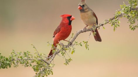 Ofrecer alimento natural a las aves a través de los árboles frutales no solo embellece el jardín, sino que también genera un punto de encuentro con la naturaleza.