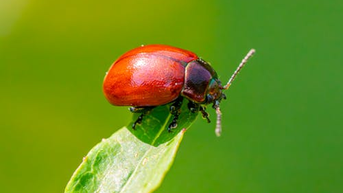 Te contamos por qué puede ser señal de abundancia en tu hogar: qué hacer cuando ves escarabajos en tu jardín