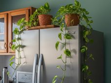 La planta adecuada debe estar sana, ubicada correctamente y mantenerse viva todo el tiempo.