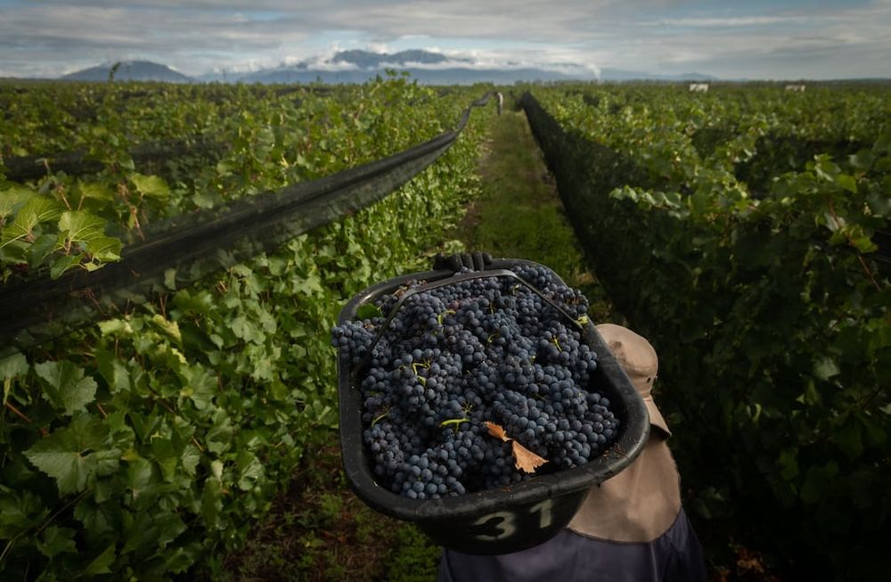 El conflicto entre Rusia y Ucrania podría traer aumentos, falta de insumos y complicaciones logísticas para la vitivinicultura. - Ignacio Blanco / Los Andes