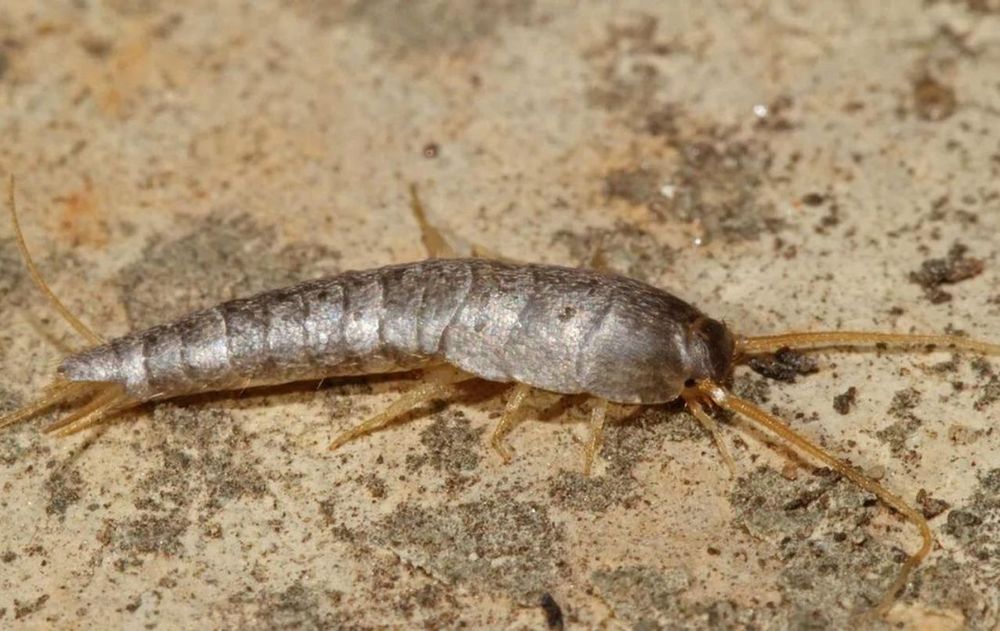 Con hábitos sencillos y una medida constante de este ingrediente, es posible mantener el baño más saludable y libre de estos visitantes silenciosos.
