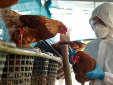 La influenza aviar (IA) es una enfermedad viral que afecta a las aves de corral como a las silvestres, y puede afectar ocasionalmente a las personas expuestas.