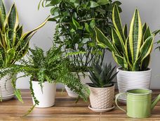 tira estas 5 plantas fuera de tu casa, traen enfermedades y problemas