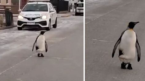 En medio de la ola polar, un pingüino sorprendió a una vecina que transitaba por las calles de Río Grande