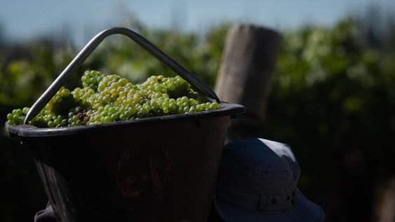 Con el 40% de lo estimado ya en las bodegas de todo el país, la recolección de uvas lleva un ritmo frenético. Las blancas, con buenos resultados en cuanto a calidad. Resta esperar las tintas / Ignacio Blanco