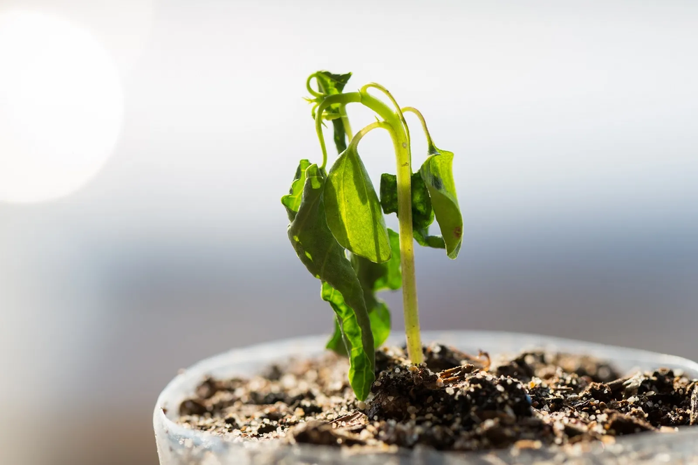 Jard&iacute;n y jardiner&iacute;a apuestan por plantas fuertes con nutrientes naturales reutilizados.
