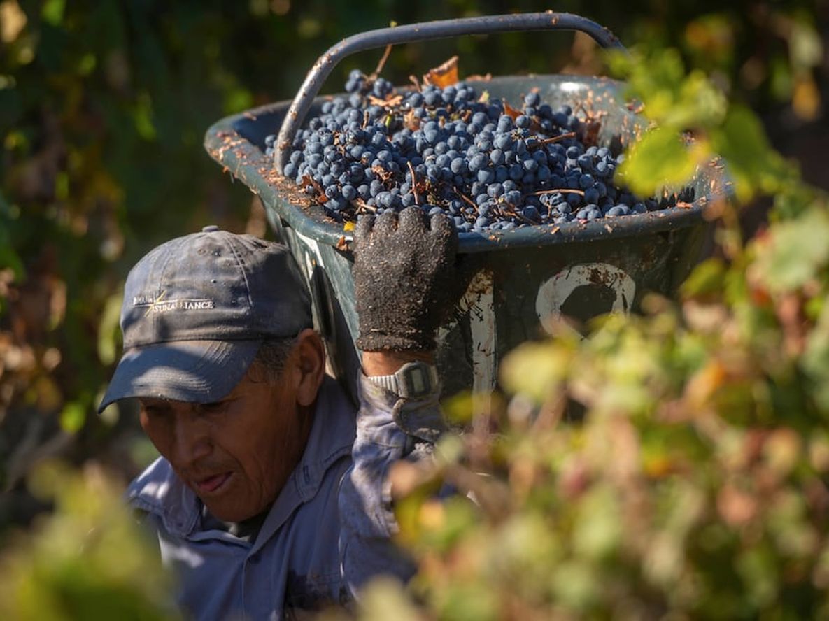 Pronóstico de cosecha, ¿necesario? - Por Laura L. Cánovas