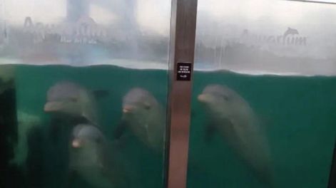 Denuncian el abandono de delfines en el ex Aquarium, en Mar del Plata.