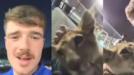 Salieron a comprar cervezas en Qatar, se encontraron al hijo de un jeque y los invitó a su palacio a jugar con leones. Foto: Captura Video.