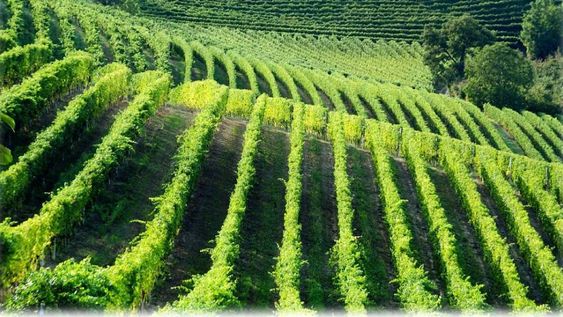 Subsidios europeos a la promoción de vino