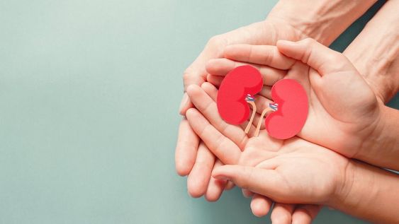En cuanto a la mayor demanda de donación de órganos, luego del riñón, lo que más se requiere son córneas. En tercer lugar en la cantidad de pacientes en la lista de espera le sigue el hígado y después corazón. (Imagen ilustrativa)