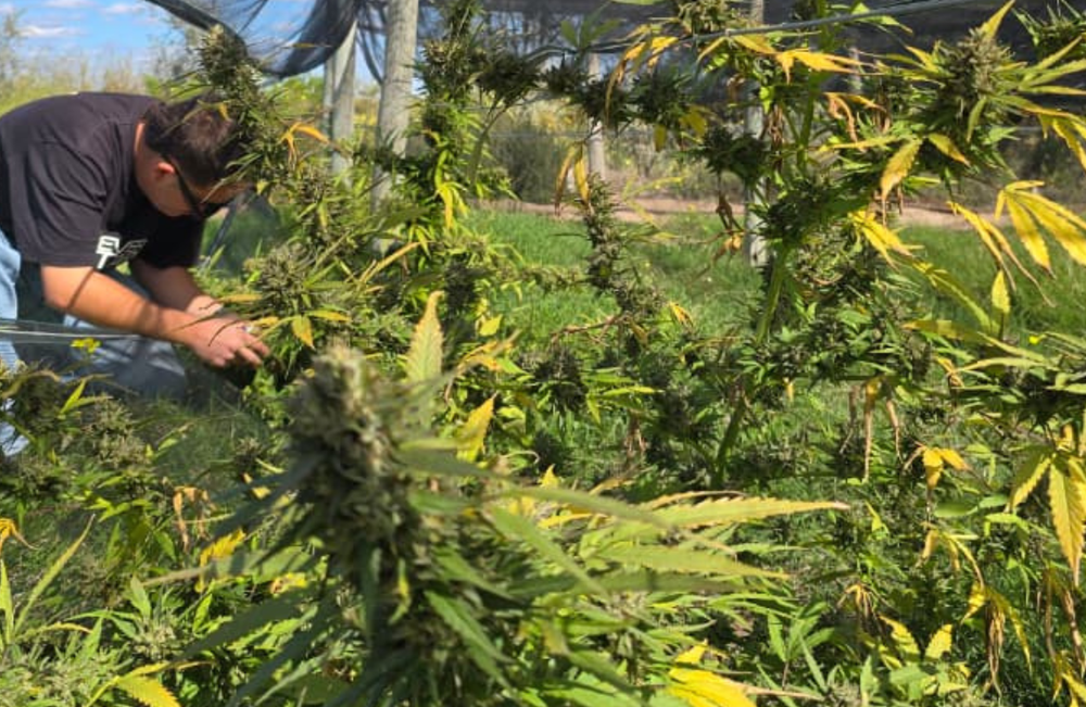 Cannabis medicinal: el inédito proyecto mendocino para producir a 3,000 msnm y que aportará información clave