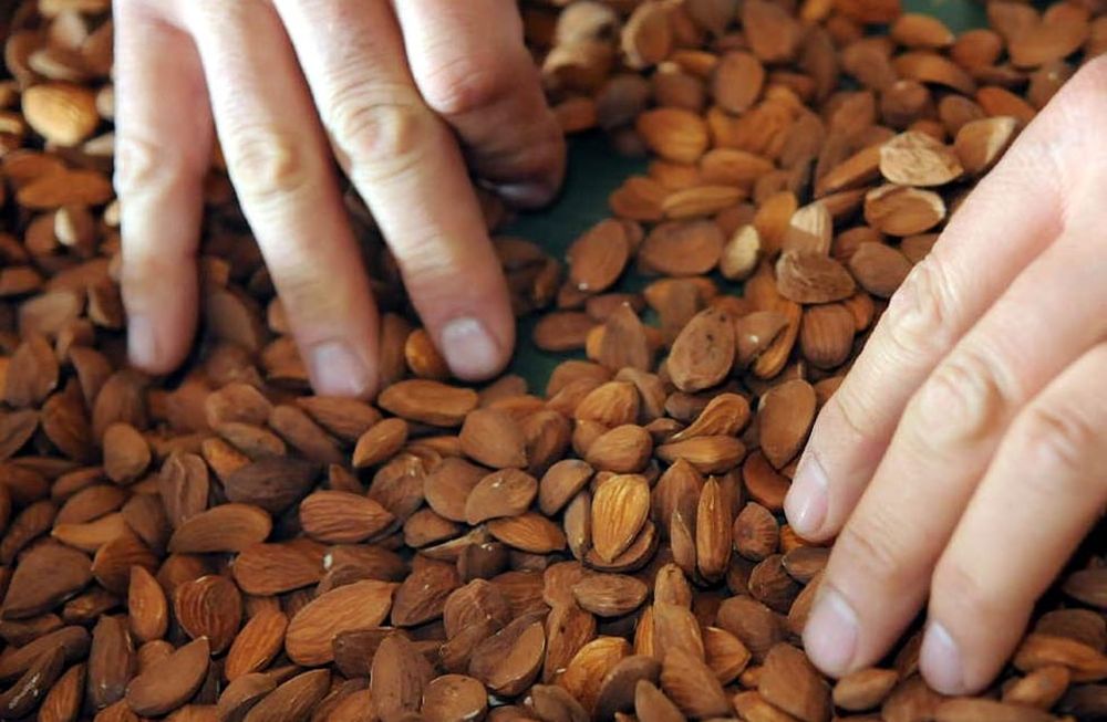 Mañana se desarrollará una jornada virtual sobre manejo de heladas para el sector de frutos secos