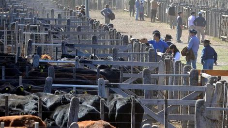Ganadería: nuevo incentivo para mejorar la productividad en Mendoza