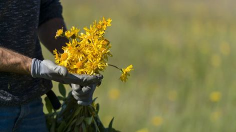 Un buen año para recolectar árnica en Francia