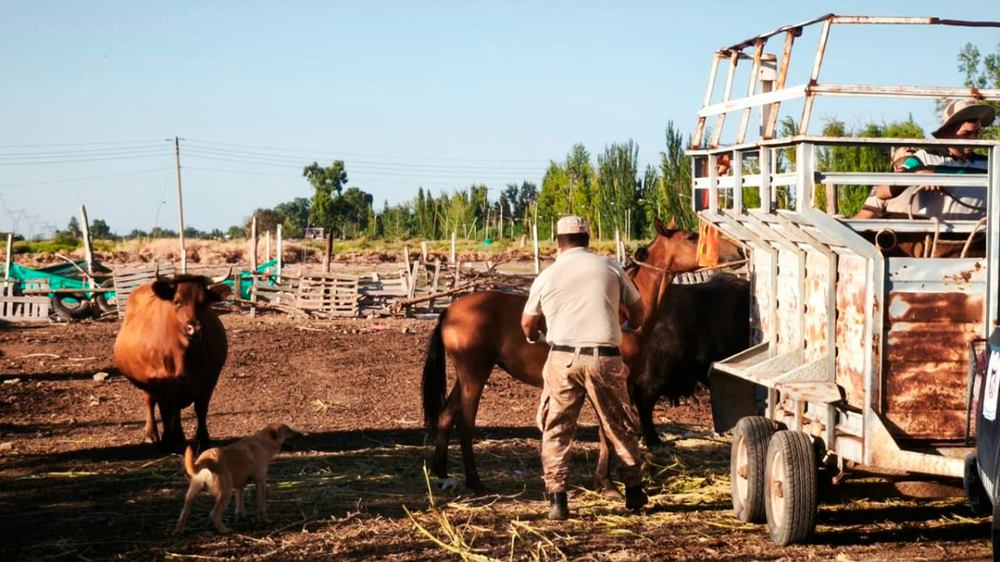 Operativo con drones permitió frenar faena ilegal de caballos en Guaymallén.