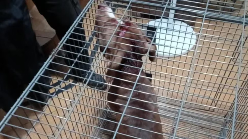 El perro fue retirado de sus dueños y trasladado al IMUSA El perro fue retirado de sus dueños y trasladado al IMUSA