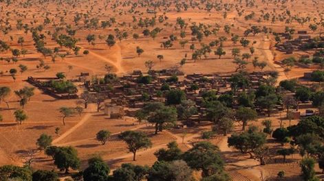 Confirmado: descubrieron en el desierto de Sahara 1.800 millones de árboles