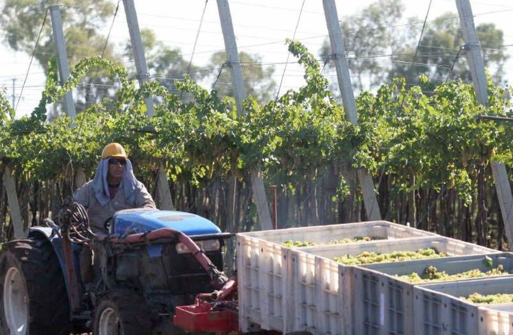 La vitivinicultura atraviesa una nueva crisis de consumo y stock. 