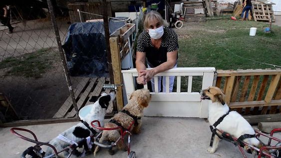 Sonia afirma que desde pequeña rescata animales. En su propia casa funciona el hospital para canes lisiados. Foto: Claudio Gutiérrez / Los Andes