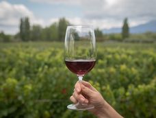 Las ventas de vino al mercado interno cerraron 2024 con una disminución del 1,2%.La Mendoza Top. Entre Cielos Luxury Wine Hotel  degustando vino copa vino vinedos turismo Foto: Ignacio Blanco / Los Andes