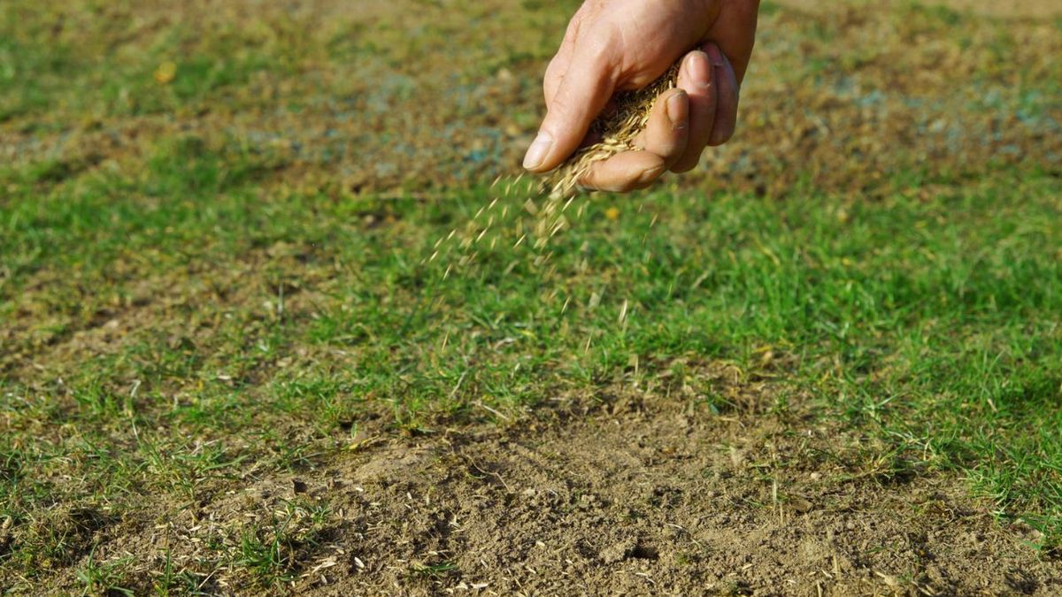 Por qué las malas hierbas del césped deben eliminarse en otoño: sin herbicidas y con un ingrediente barato