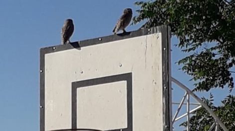 Los Andes | Una familia de lechuzas anidó en una escuela y los alumnos las protegieron e integraron a sus rutinas. Foto: Gentileza Fundación Cullunche.