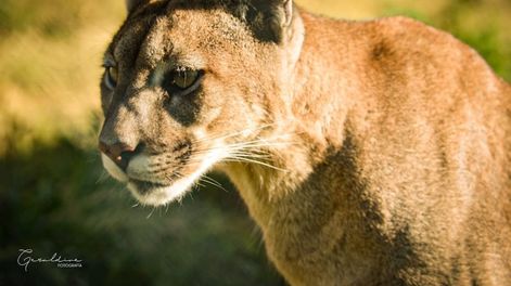 Thelma, la puma que quedó huérfana de cachorra y jamás volverá a ser libre. Foto: Gentileza S.O.S. acción Salvaje