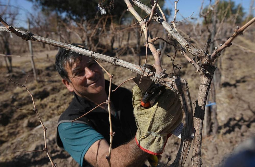 Poda, viña, viñedosEl señor Atilio, trabaja realizando la poda de sus viñedos en la finca ubicada en el departamento de San Martin- Foto: José Gutierrez /  Los Andes (Imagen ilustrativa) trabajo rural, poda de vid
