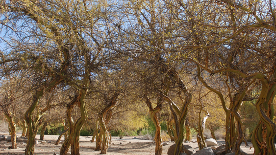 El árbol que crece en Argentina y podría ayudar a combatir muchas enfermedades