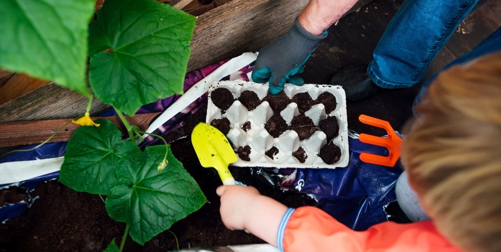reciclaje de maple de huevo para jardinería (2).webp