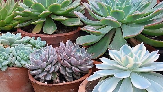 renova tu jardin: 5 plantas resistentes y de bajo mantenimiento que decoraran tu hogar este otono