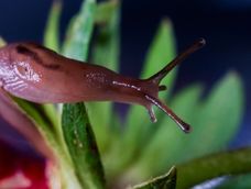 Su capacidad estratégica es atraer las babosas para luego proteger otras plantas cercanas.