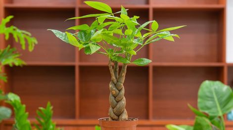 Cuidar correctamente esta planta no solo ayuda a realizar mejor la fotosíntesis, sino que contribuye a que el aspecto del ambiente siga siendo armónico y elegante.