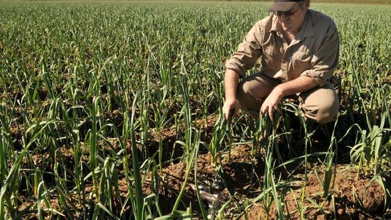 El Ejecutivo transfirió $1.134 millones a productores de San Martín, Rivadavia, Junín, La Paz y Santa Rosa para paliar los daños por heladas y granizo.