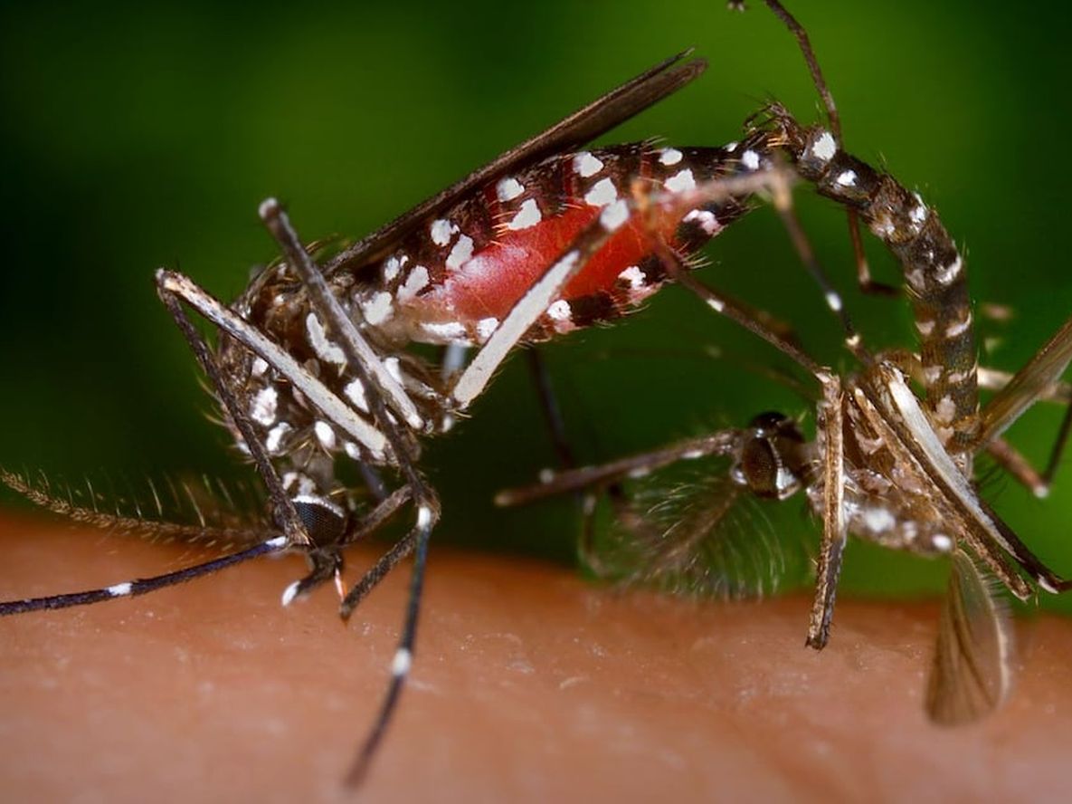 Mendoza entre las provincias con menos notificaciones de dengue pero es la que más tiene en Cuyo. El vector del virus es el mosquito Aedes Aegypti