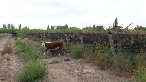 Los Andes | El productor ha traído 60 animales a su finca de Algarrobo Grande en Junín. - Gentileza