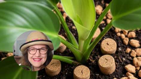 María Ferrarotto, experta en plantas, revela el uso de los corchos en las macetas